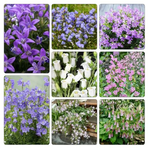 Semi di campanula, arredamento del soggiorno interna giardino roccioso giardino recisi resistenti, adatte al pieno sole, 800pcs