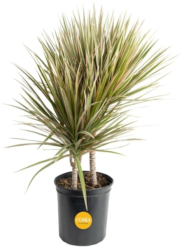 Costa Farms Dracaena Marginata Magenta Madagascar Dragon Tree Live Indoor Plant, 3 to 4-Feet Tall, Potted in Grower's Pot