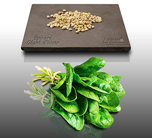 250 graines à semer - Le Grenier d'Abondance - EPINARD Géant d'hiver - Spinacia oleracea