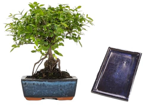 Verdecora Bonsái Sageretia 5 años | En maceta de cerámica 15x10x5cm + plato | Sageretia theezans | Planta Natural de Interior | Follaje Compacto y elegante | Ideal para Decoración Zen y Regalo