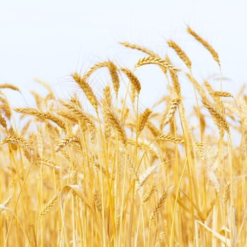 semi di grano (semi di),d'appartamento,per luoghi soleggiati da giardino 150pcs