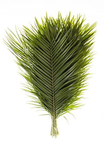 Fresh Cut Palm Robellini Leaves for Wedding and Event Decoration | Home Decor (20 Stems/Bunch, Approx. 31 Tall)