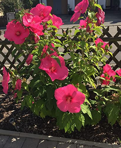 Hibiskus moscheutos Sumpfeibisch sensationelle Riesenblüten 5 Samen