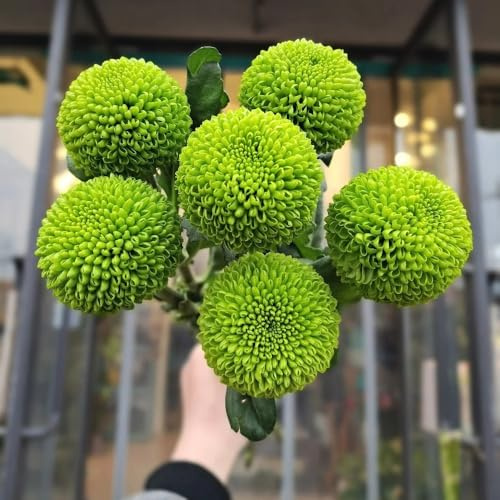 pompon mamma, hochbeet bonsai winterharte garten blumenwiese mehrjährig bio blumenbeet 600samen