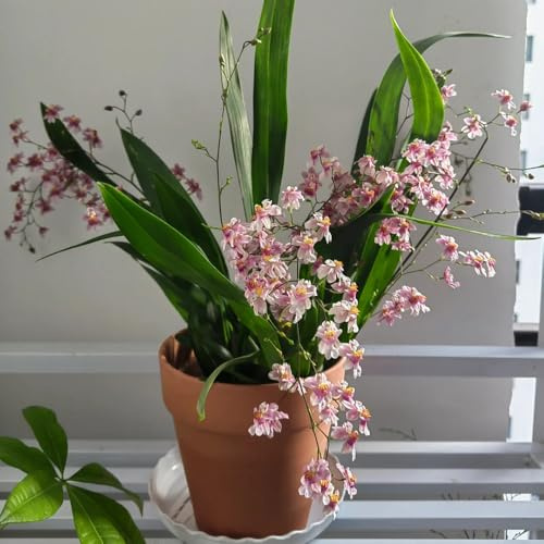 Semi di orchidea Oncidium, esotici Oncidium hybridum, regali per gli amanti del giardino serre da balcone decorazione del soggiorno decorazione floreale vecchie 250pcs