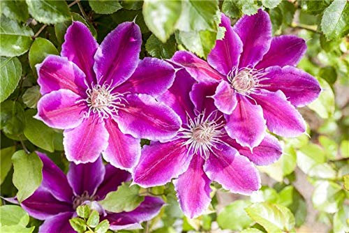 Clematis 'Dr. Ruppel' 60–100 cm – Winterhart, Mehrjährig, Pflegeleicht – Waldrebe – Kletterpflanze für Pergola & Rankhilfe