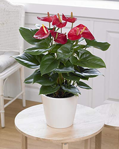Red Anthurium - Hoja de encaje colorida, planta interior para el hogar, maceta de 13 cm