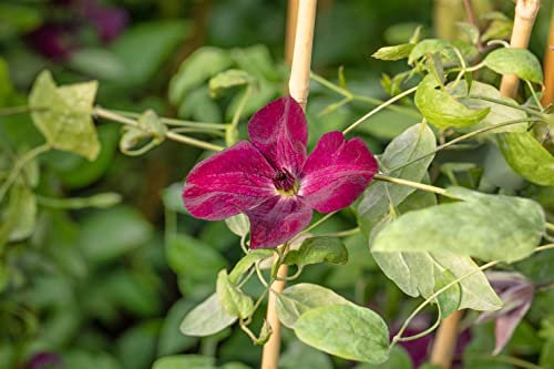 Clematis viticella 'Margot Koster' 40-60 cm – Winterhart, Mehrjährig, Pflegeleicht – Italienische Waldrebe – Kletterpflanze für Pergola & Rankhilfe