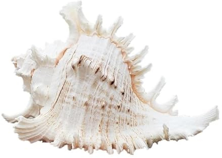 Coquilles de mer Coquilles de mer mixtes, Coquillages for l'artisanat Grand coquillage de conque Escargot Des milliers d'escargots Coquillages de corail Escargot naturel Turban Conque Cadeaux à la mai
