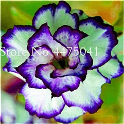 Sumpf frisch 1 Stück Wüstenrose Adenium Obesum Blumensamen zum Pflanzen von Blauweiß