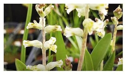 Stk - 5x Lachenalia obscura Hyazinthe Staude Garten Pflanzen - Samen B1661 - Seeds & Plants Shop by Ipsa