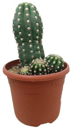 Garden Center Shop | Trichocereus thelegonus M25 | Cactus Columnar Creeping | Espinas Doradas y Forma Decorativa | Flor Nocturna Blanca |