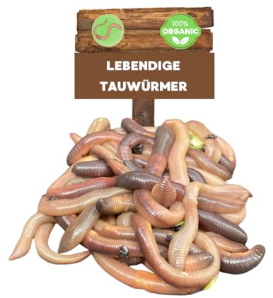 Kanadische Tauwürmer lebend | 24 Stück | Ideal für alle Angler