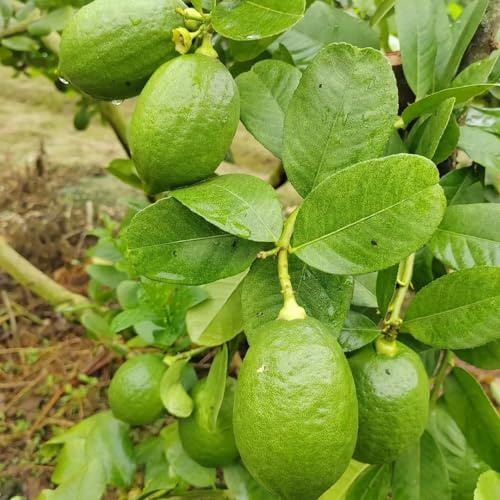 semi di limone rupestri colonnare in vaso adatte al pieno sole ornamentale raro 55pcs