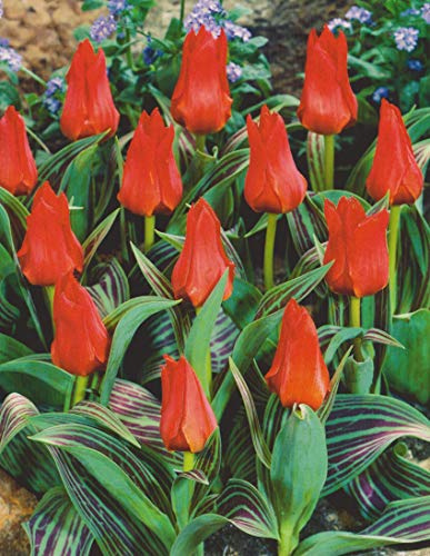 Botanische Tulpen Rotkäppchen Tulpenzwiebeln (10 Blumenzwiebeln)
