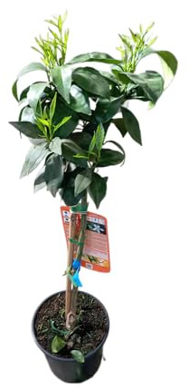 Citrus Sinensis de 1m Árbol Frutal en Maceta de 17cm Naranjo Natural