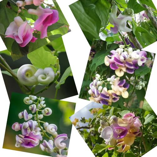 semillas de frijol caracol, exóticas balcón resistentes jardín 35pcs