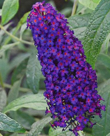Buddleia Dark Dynasty, Dwarf Butterfly Bush Potted Plant, Simply Breathtaking Flowers