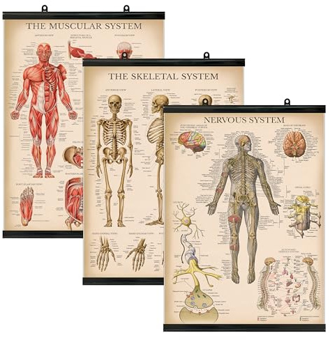 Palace Learning 3 Pack - Vintage Muscle + Skeleton + Nervous System Anatomy Poster Set - Muscular and Skeletal System Anatomical Charts - Laminated With Plastic Frame 18 x 24
