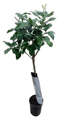 Mandarino en Maceta Grande Árbol Frutal Natural para Huertos y Jardines