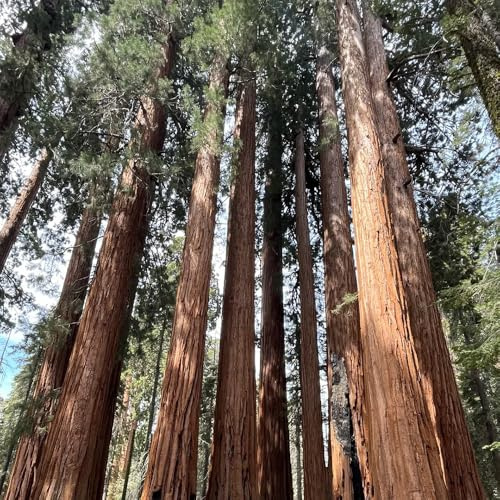 semi di sequoia - giardino resistente, Decorazione del soggiorno di rare da appartamento 300pcs