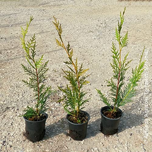 Cipresso Cupressocyparis leylandii, 15 piante con altezza 20/30 cm, vaso Ø8