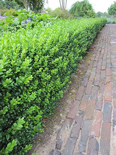 Ilex crenata Glory Gem - Berg-Ilex Glory Gem Größe 15-20cm