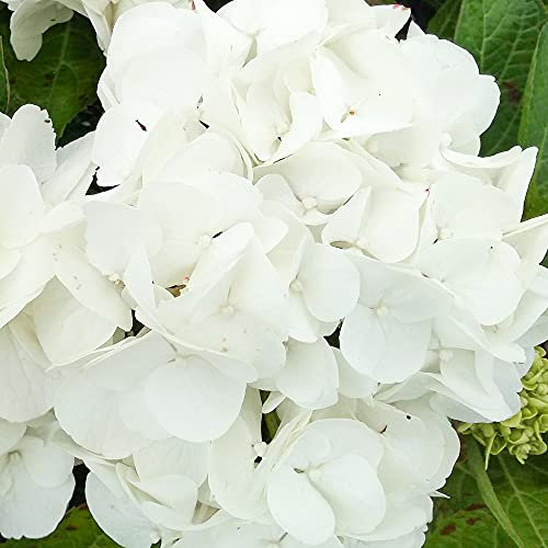 Lacecap Hydrangea macrophylla Shakira | Deciduous Potted Garden Shrub for Sale (15-30cm (Incl. Pot))