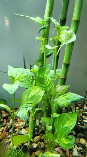 FLORATICA Nomaphila Variegatus 'Hygrophila Corymbosa Variegata' Live Aquarium Plants Tropical Fish Tank Aquascape Shrimp Safe Snail Free