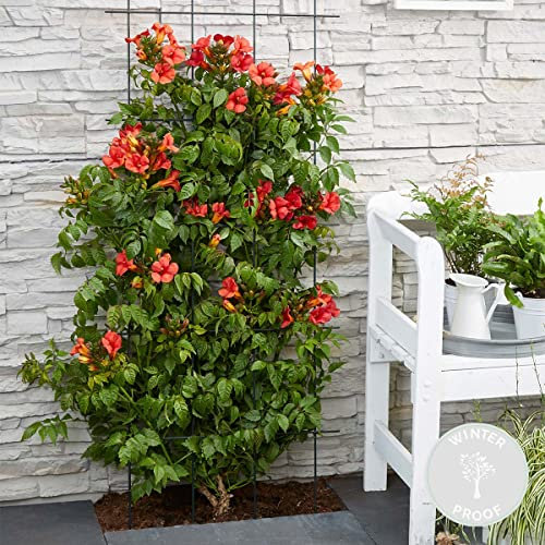 Bloomique - Campsis radicans ‘Flamengo’ - Trompeta trepadora - Roja - Trepadora - Jardín - Resistente al frío - Altura 50-70 cm - Maceta 15 cm