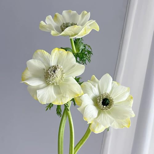 semi di anemone di giardino primavera giardino interno semi perenni estate perenni resistenti tagliati decorazioni per 200pcs