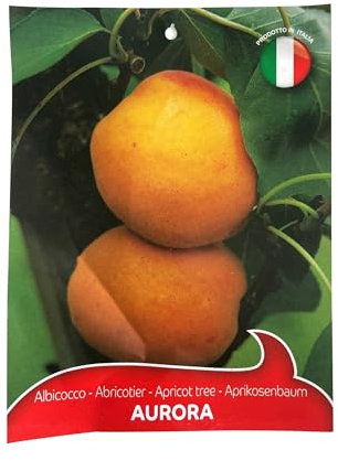Vivai le Georgiche - Pianta vera di Albicocco Aurora Prunus armeniaca 'Aurora' - vaso Ø 20 cm - altezza alla vendita 160-180 cm