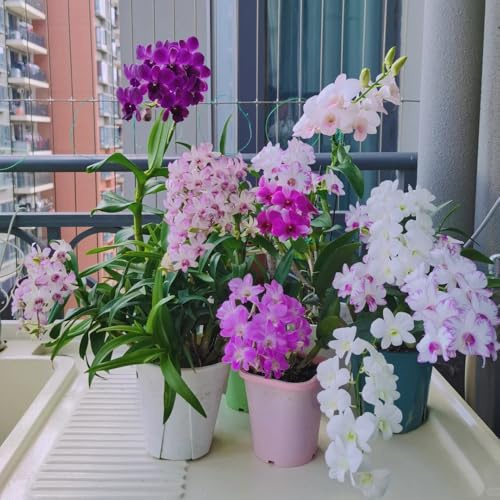 semillas de orquídeas dendrobium - regalos jardín interior decorativas balcón resistentes 100pcs