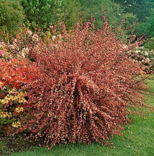 Cytisus praecox 'Hollandia' 40–60 cm – Winterhart, Mehrjährig, Pflegeleicht – Besenginster – Zierstrauch für Garten & Beet