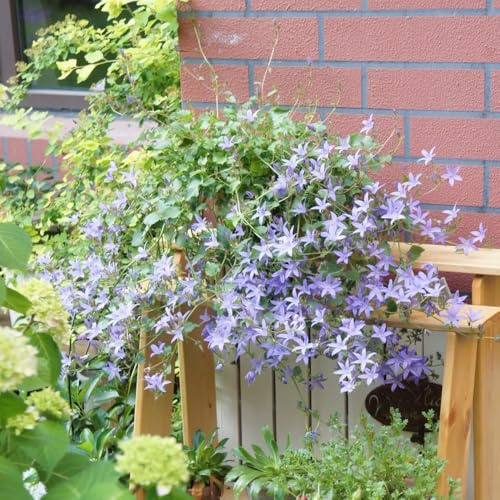 Semi di campanula-Campanula media,lungo periodo di per un coltivazione di semi,resistenti all'aperto semi di,giardino interno 100pcs