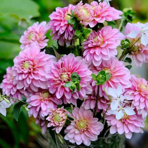 tuberi di dalia - resistenti giardino decorazioni esterni 4pcs