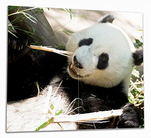 Wallario Herdabdeckplatte/Spritzschutz aus Glas, 2-teilig, 60x52cm, für Ceran- und Induktionsherde, Panda knabbert an Bambusstücken