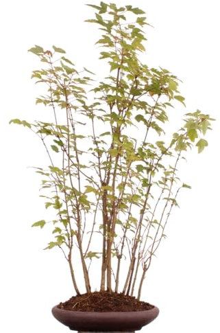 Bonsai - A. buergerianum, Dreispitzahorn, Wald 204/16