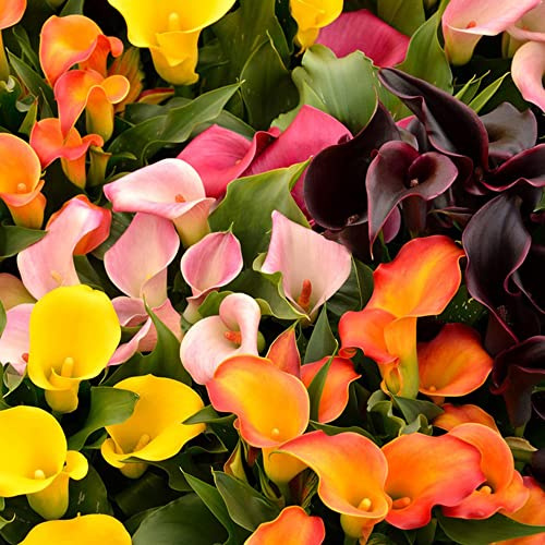 tuberi di calla autunnali, resistenti, tappezzante resistente selvatici balcone rialzata giardino per interno 3bulbi