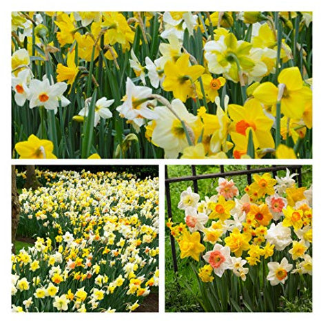 Daffodil Mixed Flower Bulbs. Size 10 up (20) Perfect for naturalising in Grass Banks or Woodland. Easy to Grow