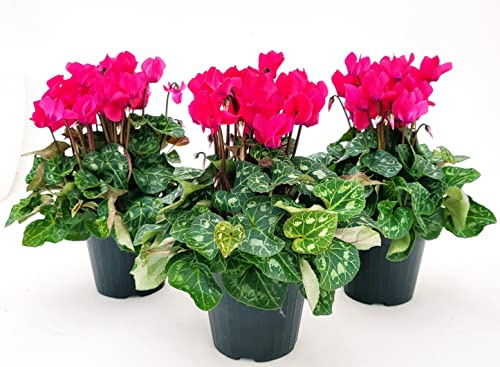 POWERS TO FLOWERS - CICLAMINO SUPERSERIE ROSA INTENSO, FIORITURA EXTRA, 3 PIANTE, VASO 12CM, piante vere