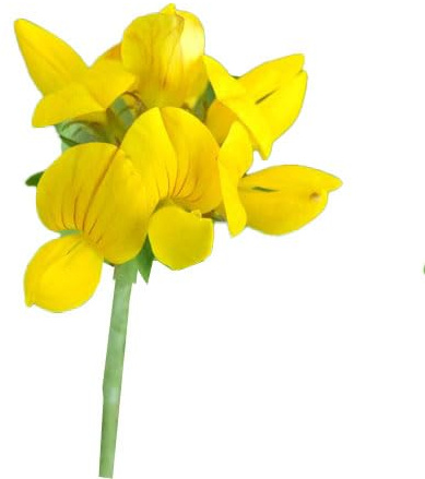 Semi Fiori per Api - Semi di Ginestrino (Lotus corniculatus) 1 kg – Sementi Mellifere per Api – Pianta per Apicoltura e Foraggio – Alta Resistenza alla Siccità