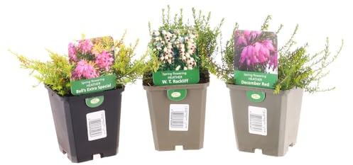 Longacres Spring Flowering Heather Set - 3 x 9cm Pots (Live Plants)