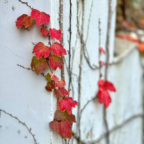 vite vergine - parthenocissus tricuspidata giardino esotico per la 350semi