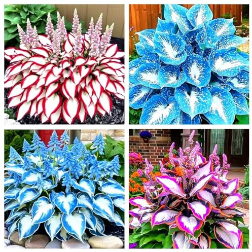 Hosta Bulbs, Cold-Resistant, Easy to Care for,Strong Plants That Grow Well/Mix Golden Jade Carving Feels Perfect-4bulbs-E