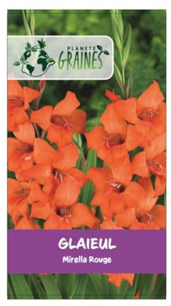 10 bulbes de fleurs Le Glaïeul Mirella rouge - orange