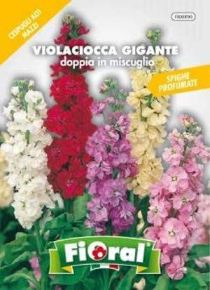FIORAL VIOLACIOCCA GIGANTE MIX