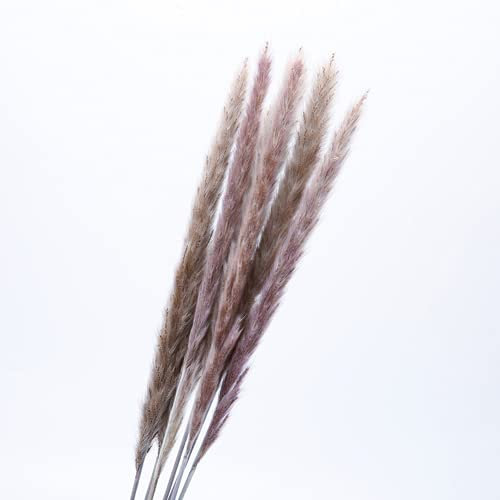 YIWOYI Getrocknetes Pampasgras, Dekoration, klein, Bulrush, natürlich, klein, getrocknete Blumen, Pampasgras, Phragmiten, Pflanzen für Hochzeitsdekoration (Primärfarbe)