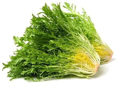 100Pcs Green Endive Vegetable Seeds
