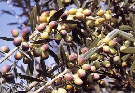Pianta di ulivo, olea europea, pianta da olio o ornamentale, h130-150cm, età 2 anni (Moraiolo)